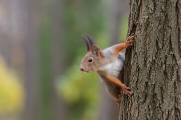Naklejka na ściany i meble Squirrel in the autumn park..