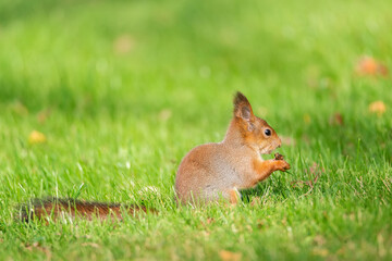 Squirrel in the autumn park..