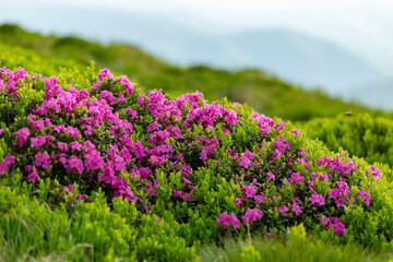 Flowering Rhododendron myrtifolium on the slopes of the Carpathian Mountains shrouded in morning...