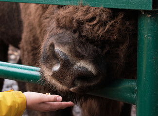 Child's hand feeds the bison behind the fence. Feeding bison in reserve. Bison behind bars.