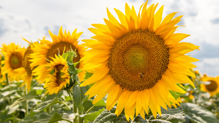 Blooming sunflowers natural background, close-up.