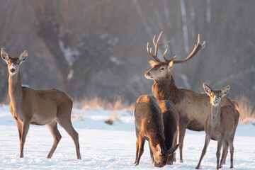 Chmara jeleni szlachetnych na zimowym polu - obrazy, fototapety, plakaty