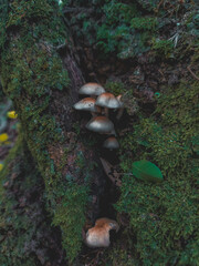 mushroom in the forest