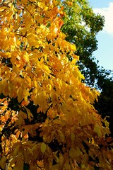 Autumn leaves in sun