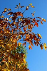 Autumn leaves in sun against a blue sky