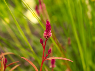 Pink celosia flower on green grass background. Pink cockscomb plant in the garden. Pink flower on a field. Macro floral, beautiful bokeh. Minimalist macro concept. Close up floral.