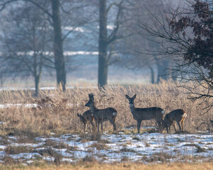 Dzikie zwierzęta w naturalnym srodowisku © Michał Kurzątkowski