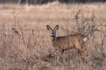 Dzikie zwierzęta w naturalnym srodowisku © Michał Kurzątkowski