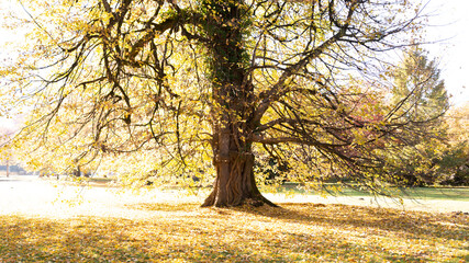Hintergrund, Herbst Baum in einem Park, alter Baum, Blätter Sonne, Gegenlicht, 