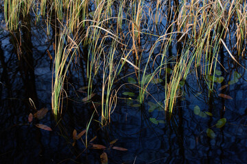 Fototapeta na wymiar beautiful forest lake with small lip leaves and green reeds in autumn
