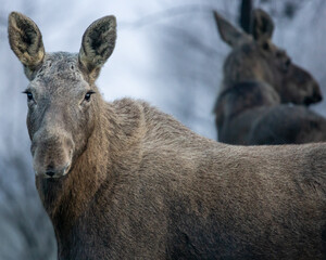 Dzikie zwierzęta w naturalnym srodowisku © Michał Kurzątkowski