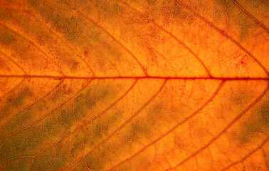 Close up of a red leaf. macro photography