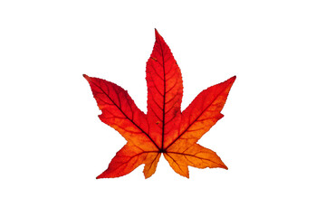 single red leaf on a white background