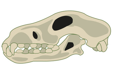 Skull pets dog on white background is insulated