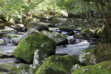 滑沢渓谷。静雄紅顕伊豆市湯ヶ島にある狩野川上流の渓谷。大きな石の灰田を縫って清らかな水が流れる。
