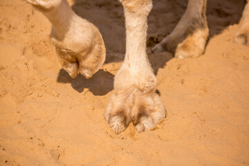 Foot camel on the sand on the dunes in the Arab Emirates of Dubai. Bactrian camels in the desert. Camels harnessed to riding reins. Camel head and mouth close-up. Camel nose. Egyptian Desert.