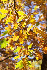 Obraz premium An oak branch with bright autumn colors on sunlit. 
