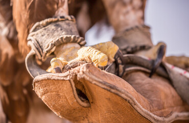 Claws of an eagle. Falcon legs hold hand. The tamer of the predatory eagle holds his bird in his arms. Falcon hunting.