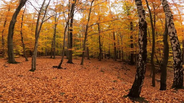 Golden autumn walk in the forest