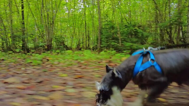 Playful miniature schnauzer running in the forest