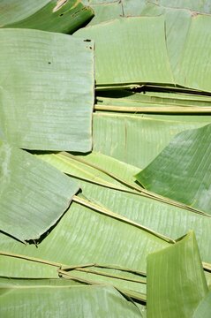 fresh green banana leaf texture