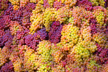 Fototapeta na wymiar A bunch of grapes close up. Vineyards of Italy grape and winery on a sunny day. Harvesting for Italian winemaking. Grape juice and wine.