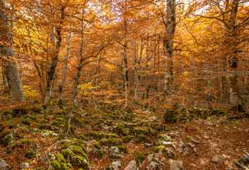 Abruzzo, Lazio and Molise National Park, Italy - famous for the italian wolf and the brown, the Abruzzo National Park in Autumn displays amazing colors and a spectacular foliage
