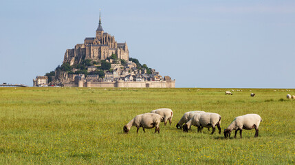 Mont saint Michel, Fance. 06-23-2021.Sheeps  in salted meadow at Mont Saint Michel. France