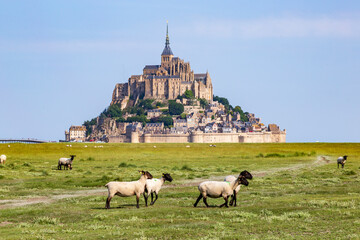 Mont saint Michel, Fance. 06-23-2021.Sheeps  in salted meadow at Mont Saint Michel. France