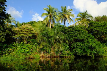 Fototapeta na wymiar Costa Rica Tortuguero National Park - Parque Nacional Tortuguero - Shore of lagoon canals