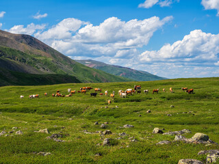 Thoroughbred herd of cows grazes in the distance. Alpine cows grazing, green slope of high mountains. Group of cows in the distance on a green pasture against the background of mountains.