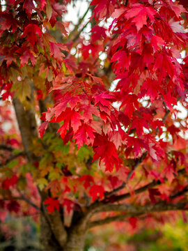 Selective focus of red maple (Acer rubrum) leafs with blurred background in autumn