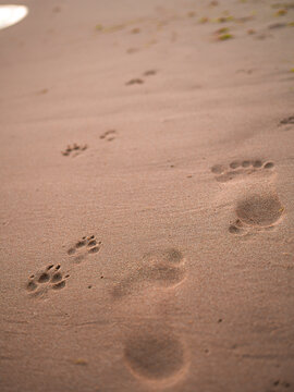 Dog and human footprints along a sandy wet beach, friendship of a man with a dog concept