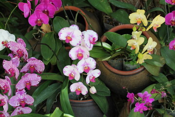 Beautiful flower in the garden for good colorful floral background