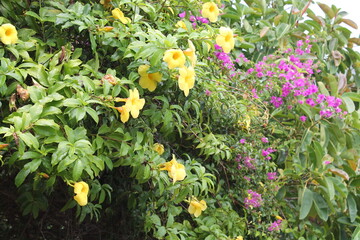 Beautiful flower in the garden for good colorful floral background