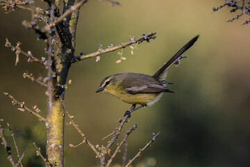 Obraz premium Greater Wagtail tyrant, caldén forest,La Pampa, Argentina