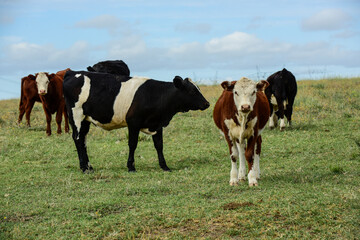 Fototapeta na wymiar Cattle calf in Pampas countryside, Patagonia, Argentina.