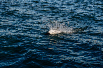 Fototapeta premium Commerson dolphin swimming, Patagonia , Argentina.