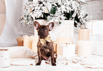 1 brown  dog French bulldog among boxes with gifts near the Christmas tree, bright interior