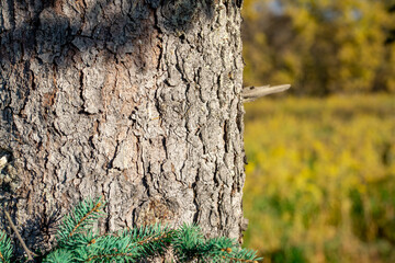 tree trunk in the forest