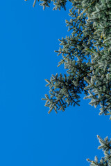 branches of a tree against blue sky