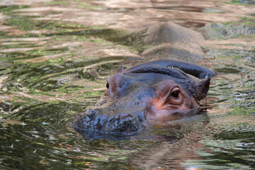 hippo in a zoo in chiang mai (thailand) 