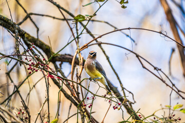Cedar Waxwing on branch