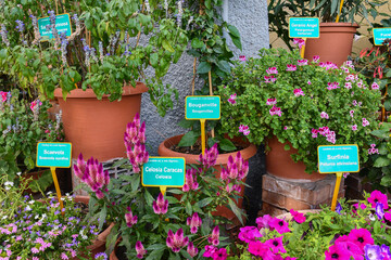 Fototapeta na wymiar Detail of a botanical garden with flowering potted plants and tags indicating their names and varieties, Alassio, Savona, Liguria, Italy