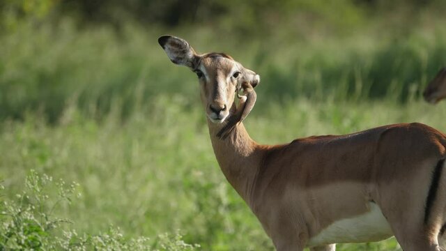 Red-billed oxpecker eating the parasites from the ear of a female impala.