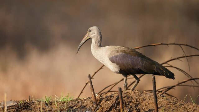 Side profile of hadeda ibis standing on a dirt hill with a blurred background.