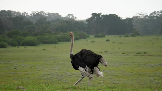 Adult ostrich defecates and walks across grass plains, tracking shot.