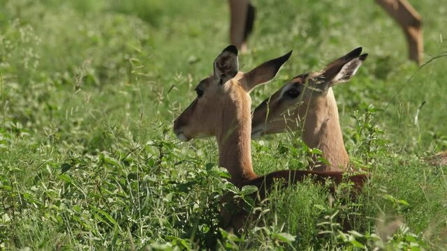 Close up of two female impalas lying down on the grass in the sunshine.