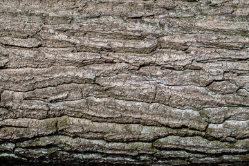 Tree bark with a fine structure