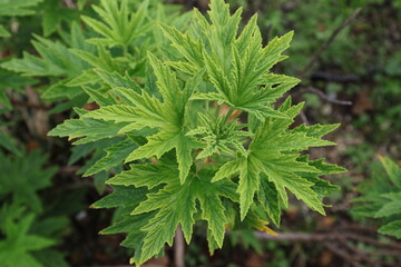 ギザギザでザラザラな若葉